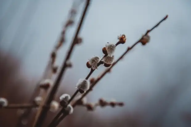 Сильный ветер и похолодание ожидает уссурийцев на неделе (интерактивная метеокарта)