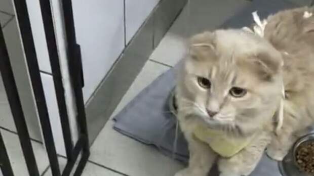 Петербурженка пожаловалась на нефрологическую ветклинику из-за бездомного кота