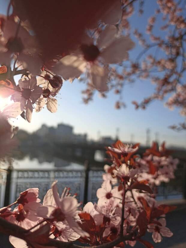 Донецкая группа новостей, Донецк ДНР
