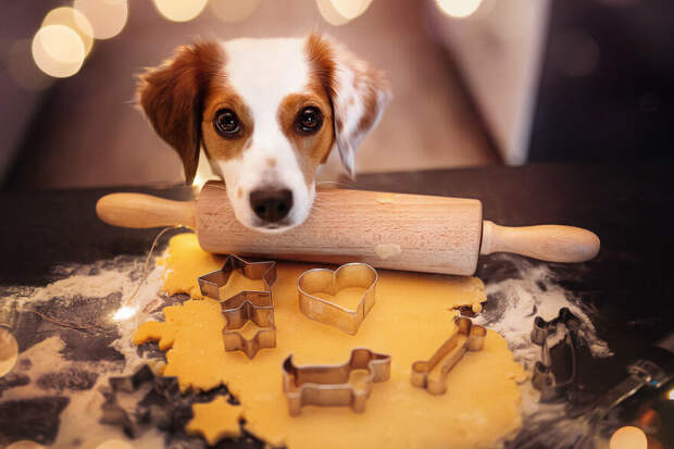 Креативные снимки собак, сделанные фотографом Рией Пуцкер дома