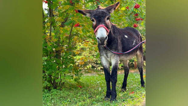 В Московском зоопарке поселился ослик Жорик, перевозивший снаряды в зоне СВО