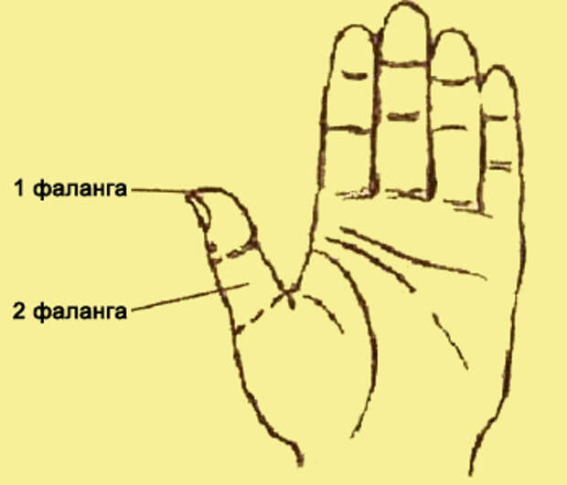 Где средний палец на руке. Фаланги большого пальца руки. 1 Фаланга большого пальца руки. Фаоанги пальцев намруке.
