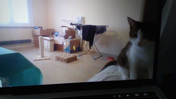 Ситуации, которые показывают, что это кошки заводят нас, а не мы их