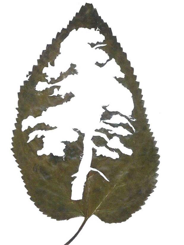 HOJA2.JPG