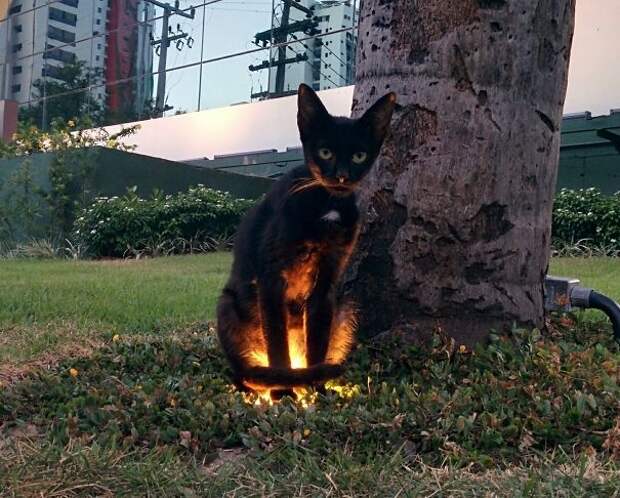 20 фотографий доказывающих, что коты на самом деле одержимы демонами коты одержимы демонами, коты это зло, злые кошки