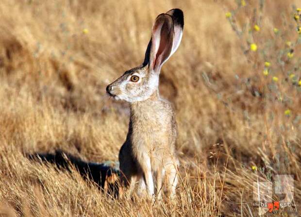 Lepus californicus. CC0