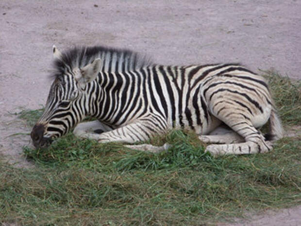 Почему животные спят по разному?