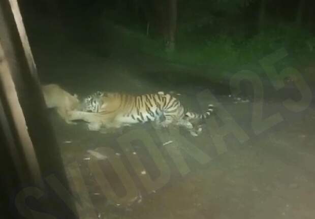Тигр пытался утащить собаку на глазах у очевидца в Приморье