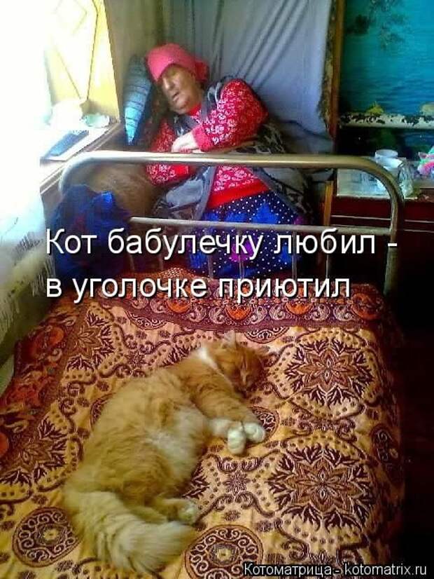 Лучшие котоматрицы недели