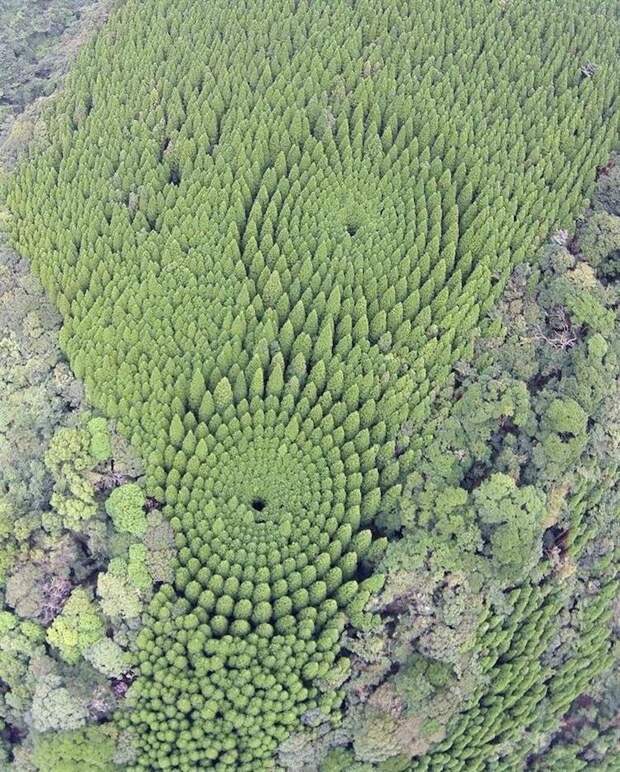 Конец 50-летнего эксперимента: В Японии появились ″круги на полях″ деревья, круги, лес, эксперимент, япония