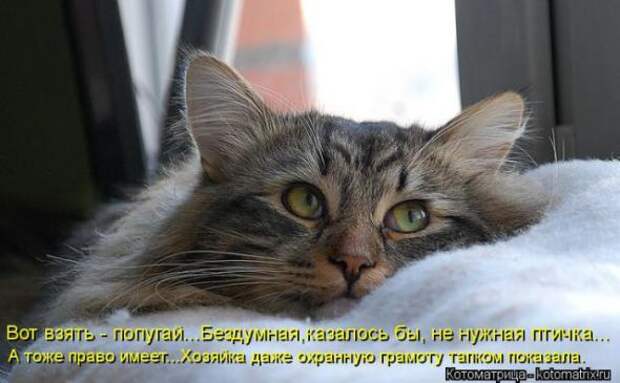 Котоматрицы (картинки с надписями)