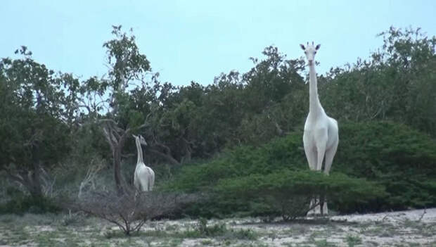 В Кении запечатлели белых жирафов