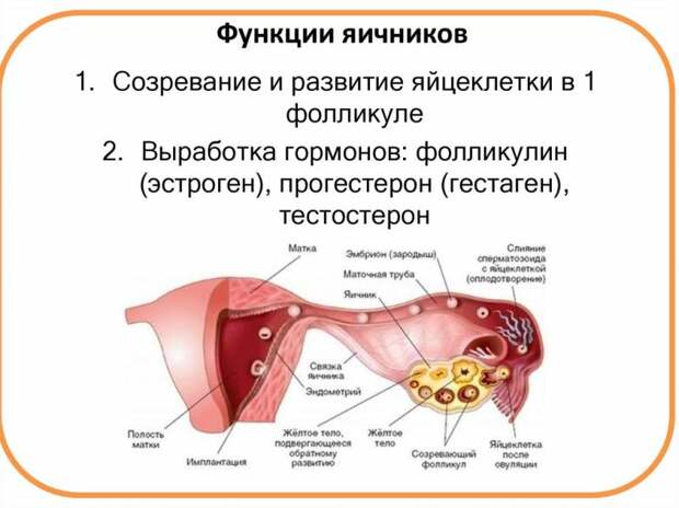 Как заставить яичники работать? Причины нарушения работы яичников. Препараты для стимуляции яичников