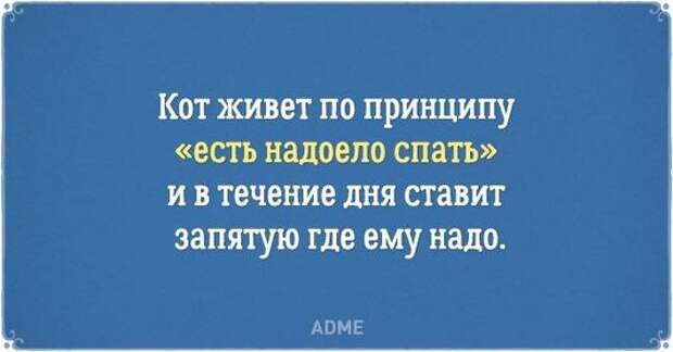 20 открыток о нелегкой жизни котов и их владельцев