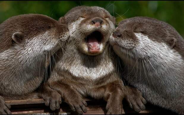 cute-otters-two-kissing-another-otter-on-both-sides-800x500-934x