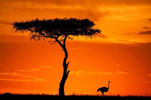 afrikanskie zakaty 12 Потрясающие африканские закаты от Пола Гольдштейна