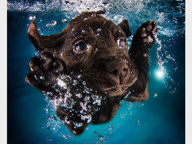 Underwater Puppies