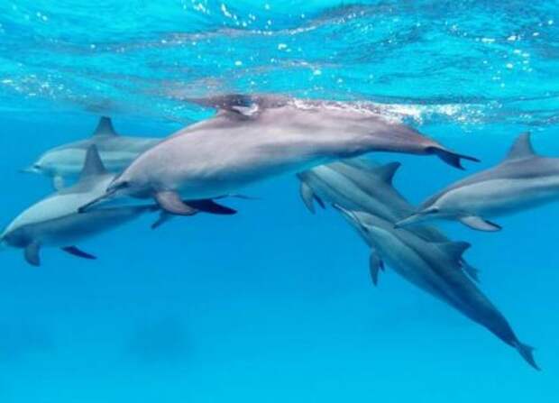 Основные заблуждения о дельфинах. Насколько опасен дельфин в открытом море: вся правда для туристов 05