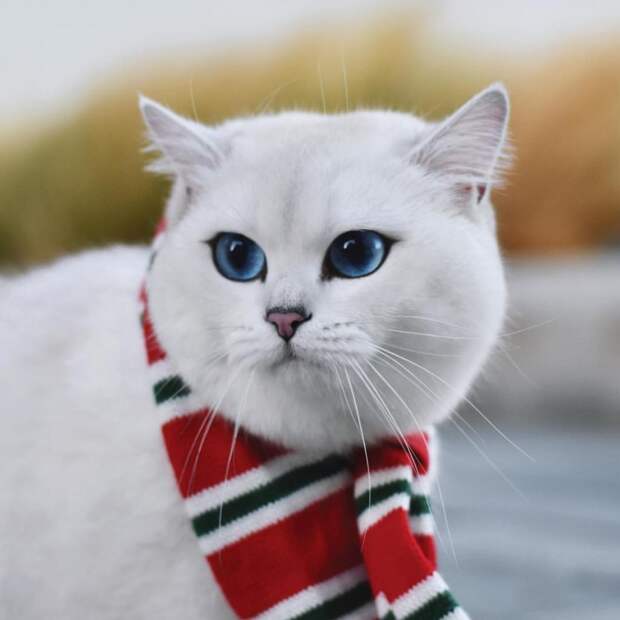 Коби — порода кошек с красивыми глазами