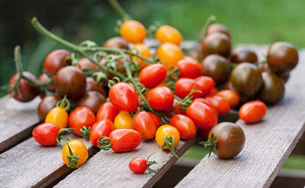 Вне зависимости от сорта, томаты, выросшие в открытом грунте, хранятся лучше, чем тепличные