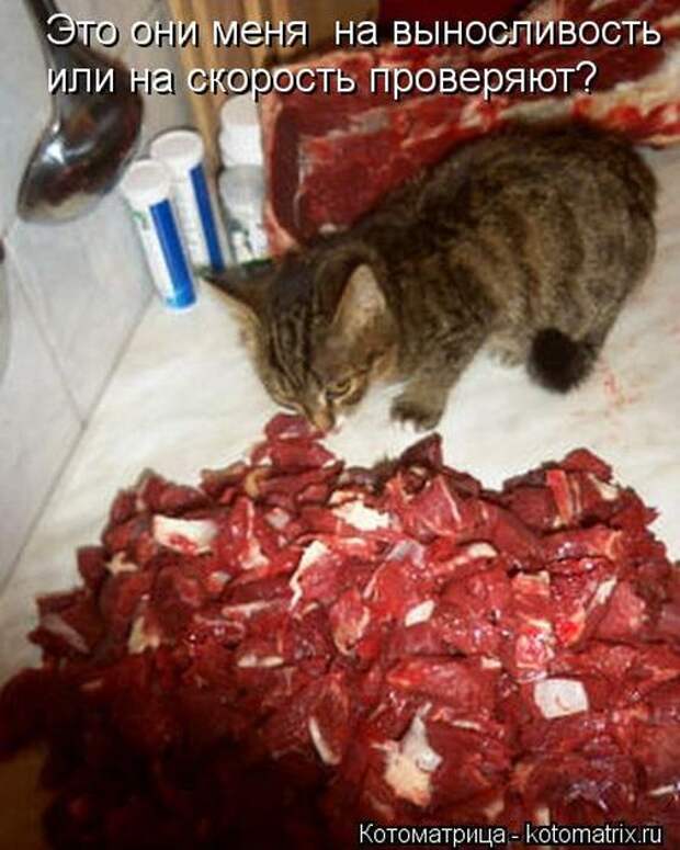 Котоматрицы (картинки с надписями)