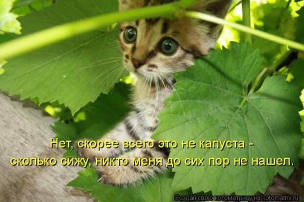 Новая котоматрица для позитива (35 фото)