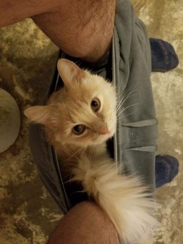 Находчивые котики, которые прекрасно устроятся где угодно