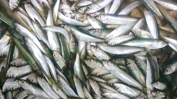 В Керчи завершается строительство завода по переработке рыбы