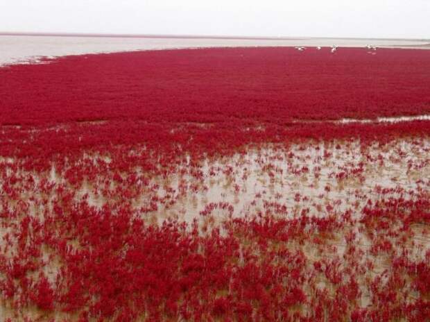 Красный пляж в Китае (8 фотографий), photo:1