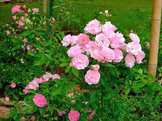 Фото шикарных роз из королевского парка 14