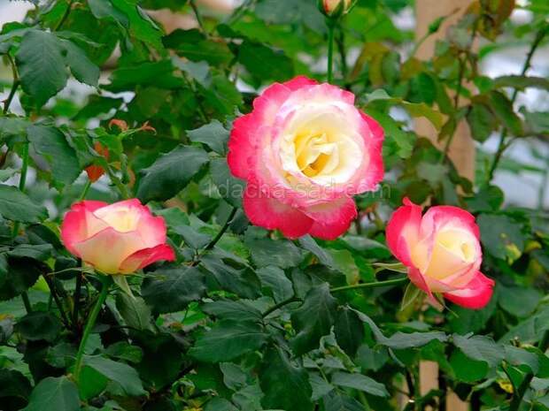 Фото шикарных роз из королевского парка 17