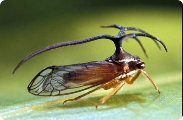 Бразильская горбатка- Bocydium globulare