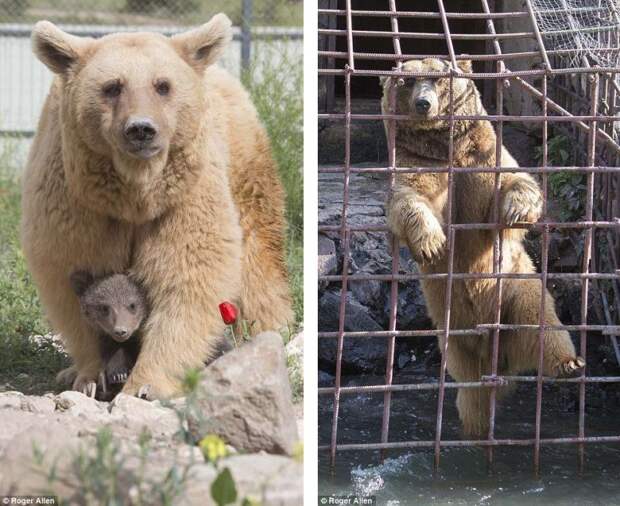 http://goodnewsanimal.ru/_nw/70/s32761144.jpg