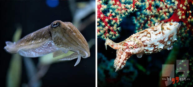 Животные, которые умеют менять цвет своего тела: Каракатица. CC0