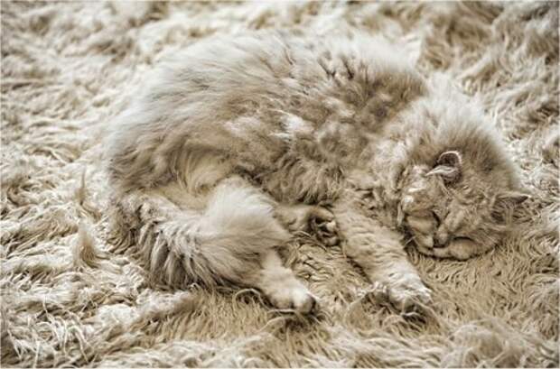 Camouflage-Cats-3 (535x353, 77Kb)