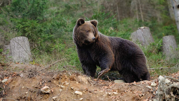 В Мурманской области проснулись медведи, очевидцы столкнулись с крупными особями