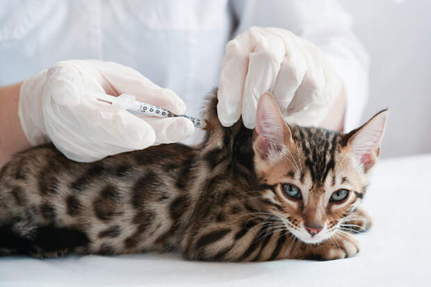 Мобильный пункт вакцинации животных от бешенства откроется на Менжинского