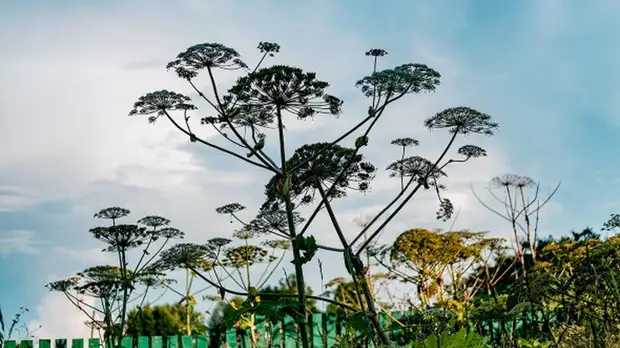 В Подмосковье рассказали о выписанных штрафах за борщевик в 2021 году