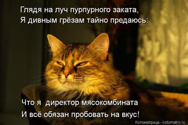Лучшие котоматрицы недели (50 фото) Лучшие котоматрицы недели (50 фото)
