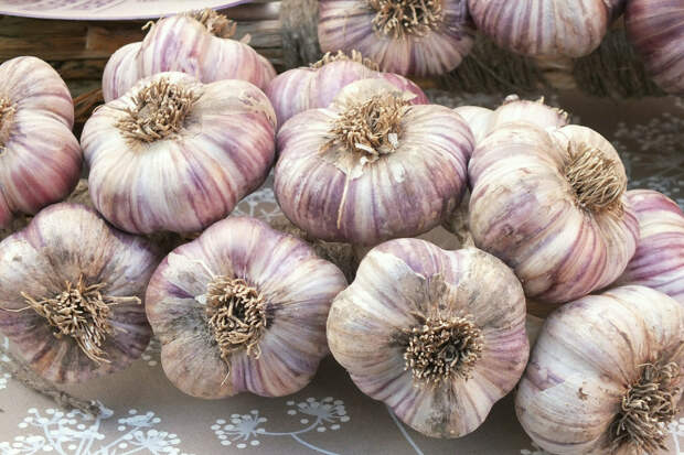Как и когда правильно сажать чеснок? Выбор сорта, подготовка земли, инструкция по посадке