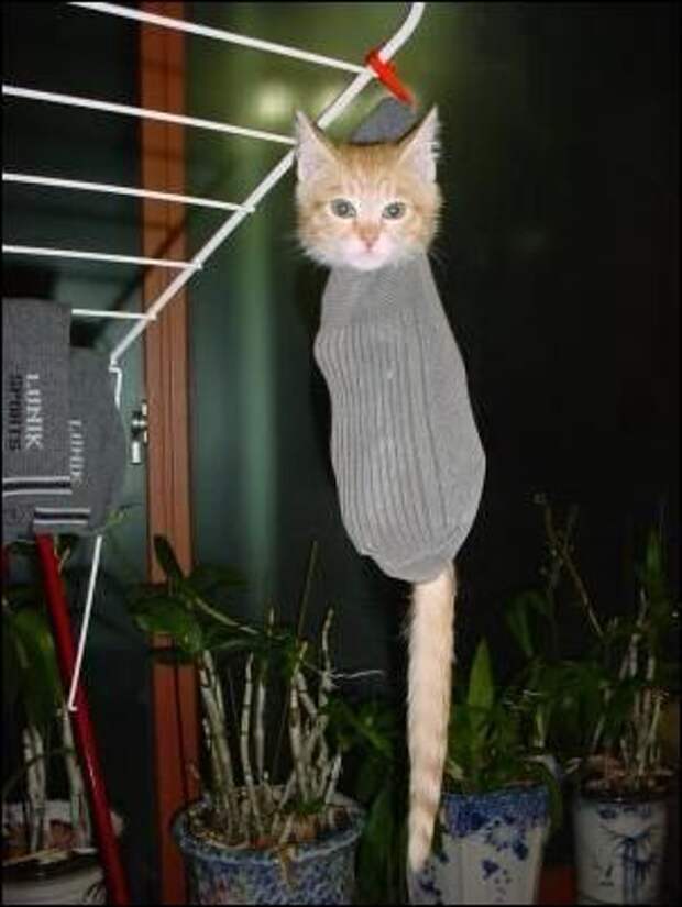 Приколы