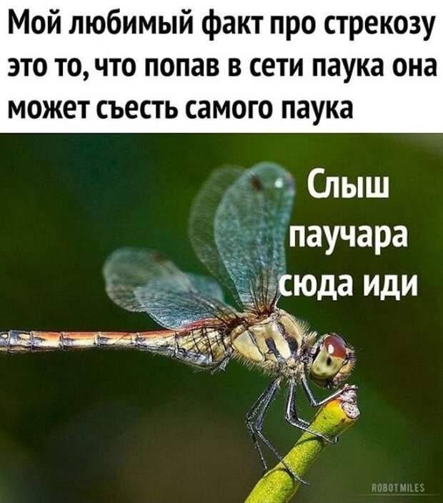 Классные свежие мемы (вторник)