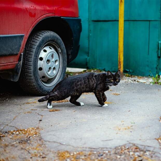 Котики всех стран, объединяйтесь! братья наши меньшие, город, дворовые кошки, кот, улица, уличные кошки, эстетика