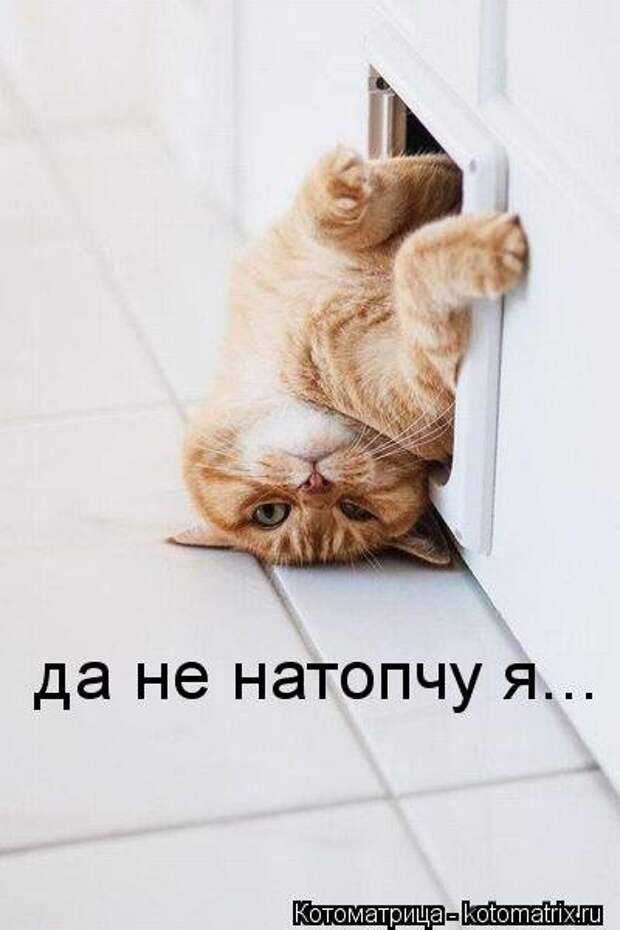 Новый сборник свежих котоматриц (30 шт)
