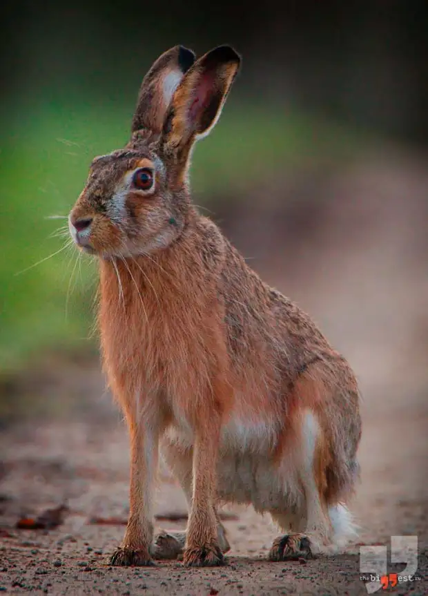 Lepus capensis. CC0