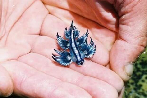 Голубой ангел (Glaucus atlanticus) (9 фото)