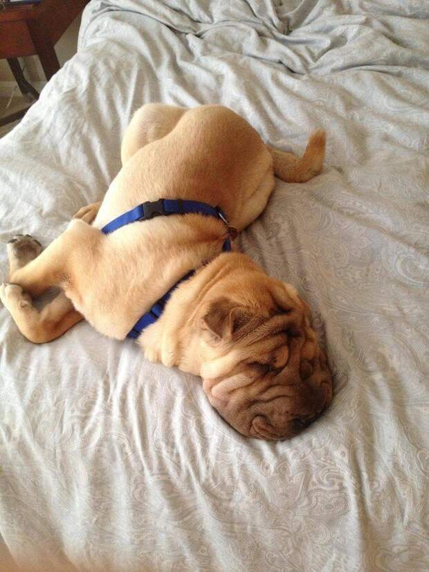 17 потрясающе милых собачек в морщинках