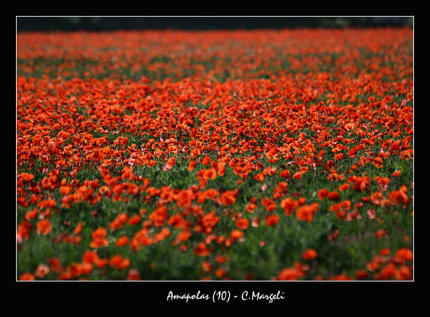 Poppies