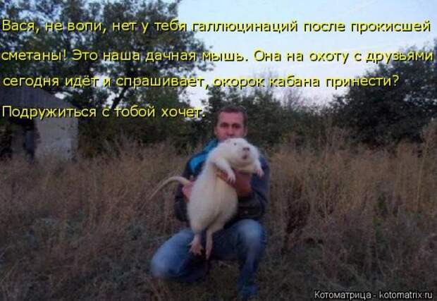 Лучшие котоматрицы недели (50 фото)