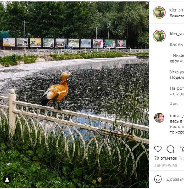 Фотокадр: пруд в Лианозовском парке покрылся «снегом»